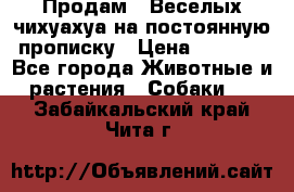 Продам.  Веселых чихуахуа на постоянную прописку › Цена ­ 8 000 - Все города Животные и растения » Собаки   . Забайкальский край,Чита г.
